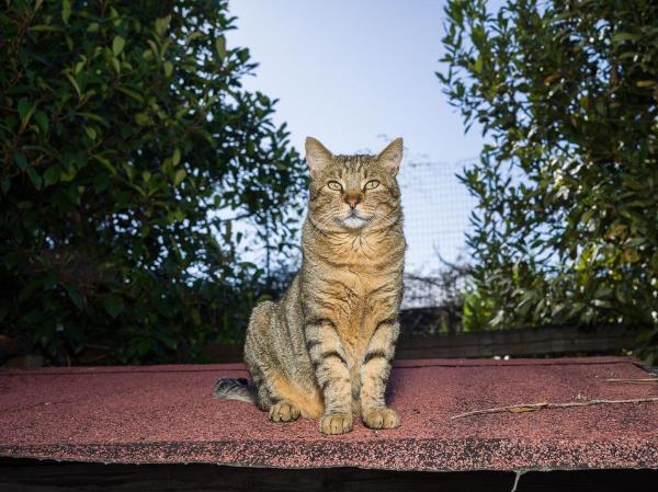 Tra i volontari c'è chi sceglie di dedicarsi esclusivamente ai gatti. Anche loro hanno bisogno di coccole e compagnia, cure e attenzioni. La mattina è necessario pulire tutti i loro ambienti (le gabbie, la stanza ed il gattile), cambiare lettiere e traversine, dopo aver dato un po' di scatoletta a ognuno di loro, cosa che ripetiamo poi la sera. I gatti che purtroppo devono stare nelle gabbiette vanno inoltre fatti uscire a turno così che possano stare liberi nella stanza, farsi le unghie al tiragraffi, giocare con i tunnel e le palline o dormirsela dove più gli aggrada.